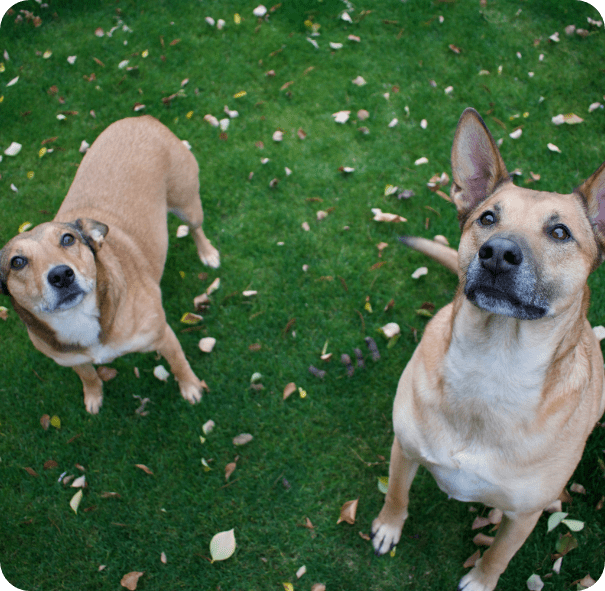Billede 2 hunde fra internatet